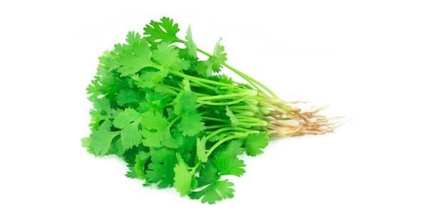 Fresh Coriander Bunch
